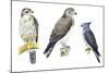 Birds: Falconiformes-null-Mounted Giclee Print