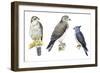 Birds: Falconiformes-null-Framed Giclee Print