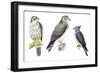 Birds: Falconiformes-null-Framed Giclee Print