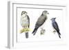 Birds: Falconiformes-null-Framed Giclee Print