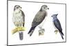 Birds: Falconiformes-null-Mounted Giclee Print