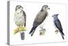 Birds: Falconiformes-null-Stretched Canvas