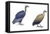 Birds: Falconiformes-null-Framed Stretched Canvas