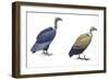 Birds: Falconiformes-null-Framed Giclee Print
