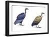 Birds: Falconiformes-null-Framed Giclee Print