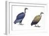 Birds: Falconiformes-null-Framed Giclee Print