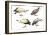 Birds: Falconiformes-null-Framed Giclee Print