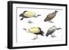 Birds: Falconiformes-null-Framed Giclee Print