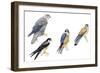 Birds: Falconiformes-null-Framed Giclee Print