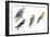Birds: Falconiformes-null-Framed Giclee Print