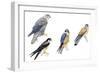 Birds: Falconiformes-null-Framed Giclee Print