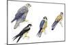 Birds: Falconiformes-null-Mounted Giclee Print