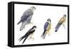 Birds: Falconiformes-null-Framed Stretched Canvas