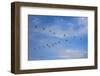 Birds flying over the Saloum river delta in Senegal, West Africa, Africa-Godong-Framed Photographic Print