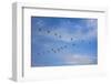 Birds flying over the Saloum river delta in Senegal, West Africa, Africa-Godong-Framed Photographic Print