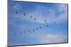 Birds flying over the Saloum river delta in Senegal, West Africa, Africa-Godong-Mounted Photographic Print