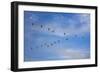 Birds flying over the Saloum river delta in Senegal, West Africa, Africa-Godong-Framed Photographic Print