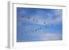 Birds flying over the Saloum river delta in Senegal, West Africa, Africa-Godong-Framed Photographic Print