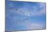 Birds flying over the Saloum river delta in Senegal, West Africa, Africa-Godong-Mounted Photographic Print