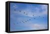 Birds flying over the Saloum river delta in Senegal, West Africa, Africa-Godong-Framed Stretched Canvas