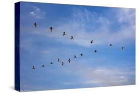 Birds flying over the Saloum river delta in Senegal, West Africa, Africa-Godong-Stretched Canvas