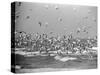 Birds Flying over the Waters of Lake Michigan in Indiana Dunes State Park-Michael Rougier-Stretched Canvas