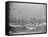 Birds Flying over the Waters of Lake Michigan in Indiana Dunes State Park-Michael Rougier-Framed Stretched Canvas