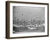 Birds Flying over the Waters of Lake Michigan in Indiana Dunes State Park-Michael Rougier-Framed Photographic Print