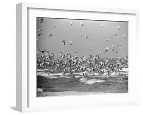 Birds Flying over the Waters of Lake Michigan in Indiana Dunes State Park-Michael Rougier-Framed Photographic Print