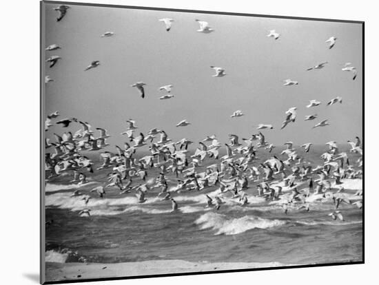 Birds Flying over the Waters of Lake Michigan in Indiana Dunes State Park-Michael Rougier-Mounted Photographic Print