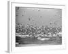 Birds Flying over the Waters of Lake Michigan in Indiana Dunes State Park-Michael Rougier-Framed Photographic Print