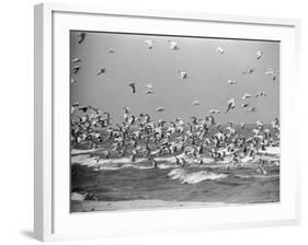 Birds Flying over the Waters of Lake Michigan in Indiana Dunes State Park-Michael Rougier-Framed Photographic Print