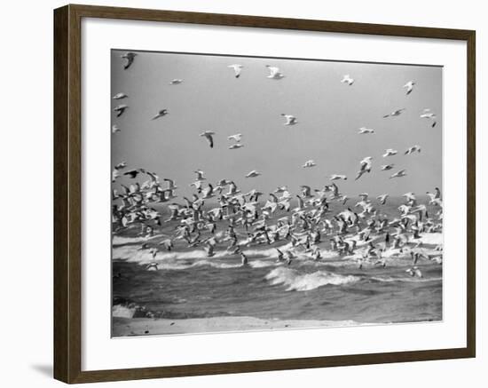 Birds Flying over the Waters of Lake Michigan in Indiana Dunes State Park-Michael Rougier-Framed Photographic Print