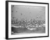 Birds Flying over the Waters of Lake Michigan in Indiana Dunes State Park-Michael Rougier-Framed Photographic Print