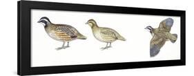 Birds: Galliformes, Bobwhite Quail (Colinus Virginianus), Male and Female-null-Framed Giclee Print