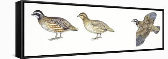 Birds: Galliformes, Bobwhite Quail (Colinus Virginianus), Male and Female-null-Framed Stretched Canvas
