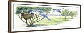 Birds: Galliformes, Malleefowl (Leipoa Ocellata) and Cross Section of Nest in Ground-null-Framed Giclee Print