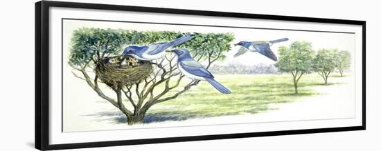 Birds: Galliformes, Malleefowl (Leipoa Ocellata) and Cross Section of Nest in Ground-null-Framed Giclee Print