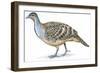 Birds: Galliformes, Malleefowl (Leipoa Ocellata)-null-Framed Giclee Print