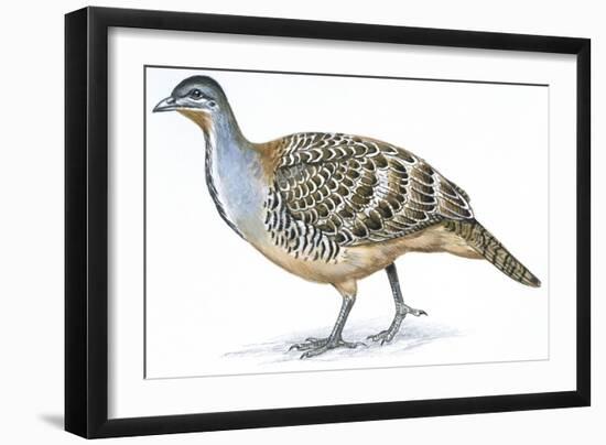 Birds: Galliformes, Malleefowl (Leipoa Ocellata)-null-Framed Giclee Print