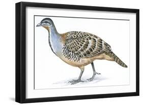 Birds: Galliformes, Malleefowl (Leipoa Ocellata)-null-Framed Giclee Print