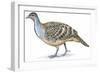 Birds: Galliformes, Malleefowl (Leipoa Ocellata)-null-Framed Giclee Print