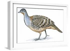 Birds: Galliformes, Malleefowl (Leipoa Ocellata)-null-Framed Giclee Print