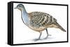 Birds: Galliformes, Malleefowl (Leipoa Ocellata)-null-Framed Stretched Canvas