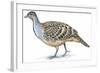 Birds: Galliformes, Malleefowl (Leipoa Ocellata)-null-Framed Giclee Print