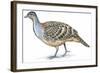 Birds: Galliformes, Malleefowl (Leipoa Ocellata)-null-Framed Giclee Print