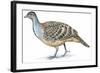 Birds: Galliformes, Malleefowl (Leipoa Ocellata)-null-Framed Giclee Print