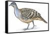 Birds: Galliformes, Malleefowl (Leipoa Ocellata)-null-Framed Stretched Canvas