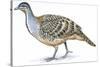 Birds: Galliformes, Malleefowl (Leipoa Ocellata)-null-Stretched Canvas