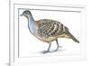 Birds: Galliformes, Malleefowl (Leipoa Ocellata)-null-Framed Giclee Print